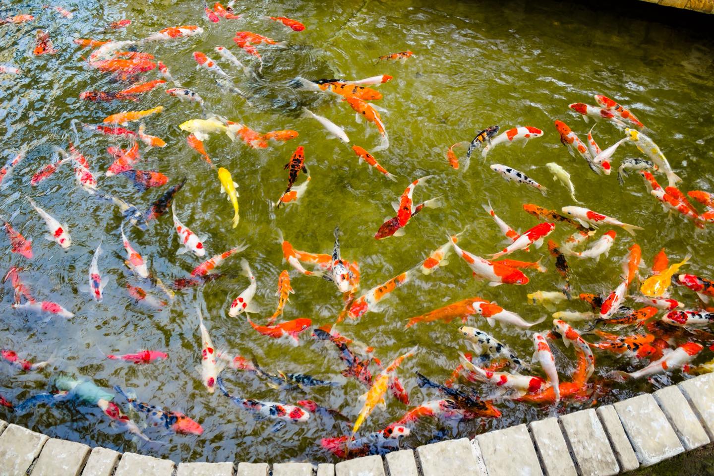 Không gian check-in, cảnh quan sân vườn, tiểu cảnh