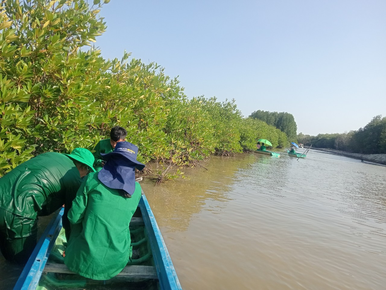 Đặt bẫy cua trong rừng ngập mặn