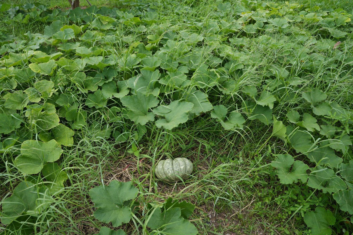 Khu du lịch Khai Long