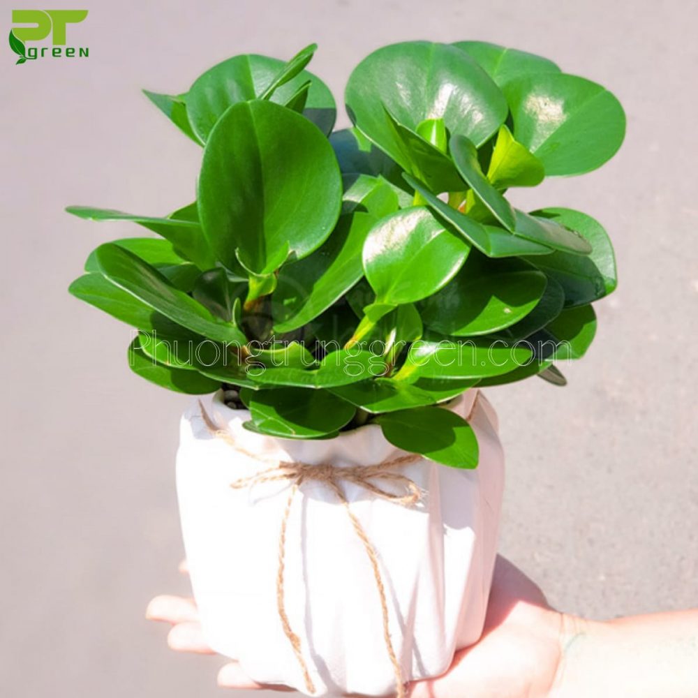 Mệnh Mộc trồng cây gì hợp phong thủy? Cây trường sinh