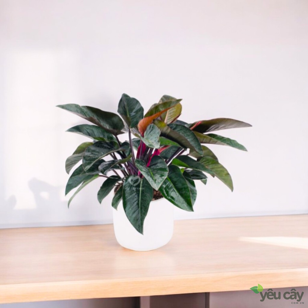 Mệnh Mộc trồng cây gì hợp phong thủy? Cây trầu bà đế vương