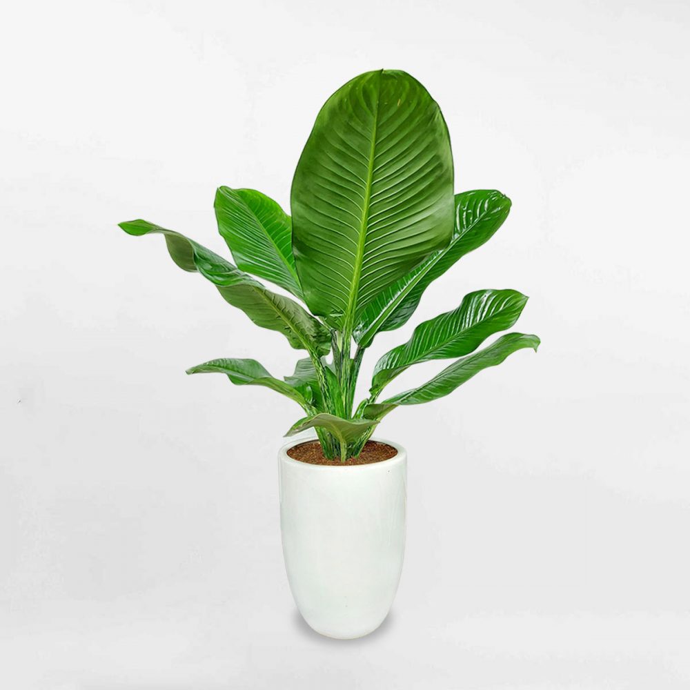 Mệnh Mộc trồng cây gì hợp phong thủy? Cây đại phú gia