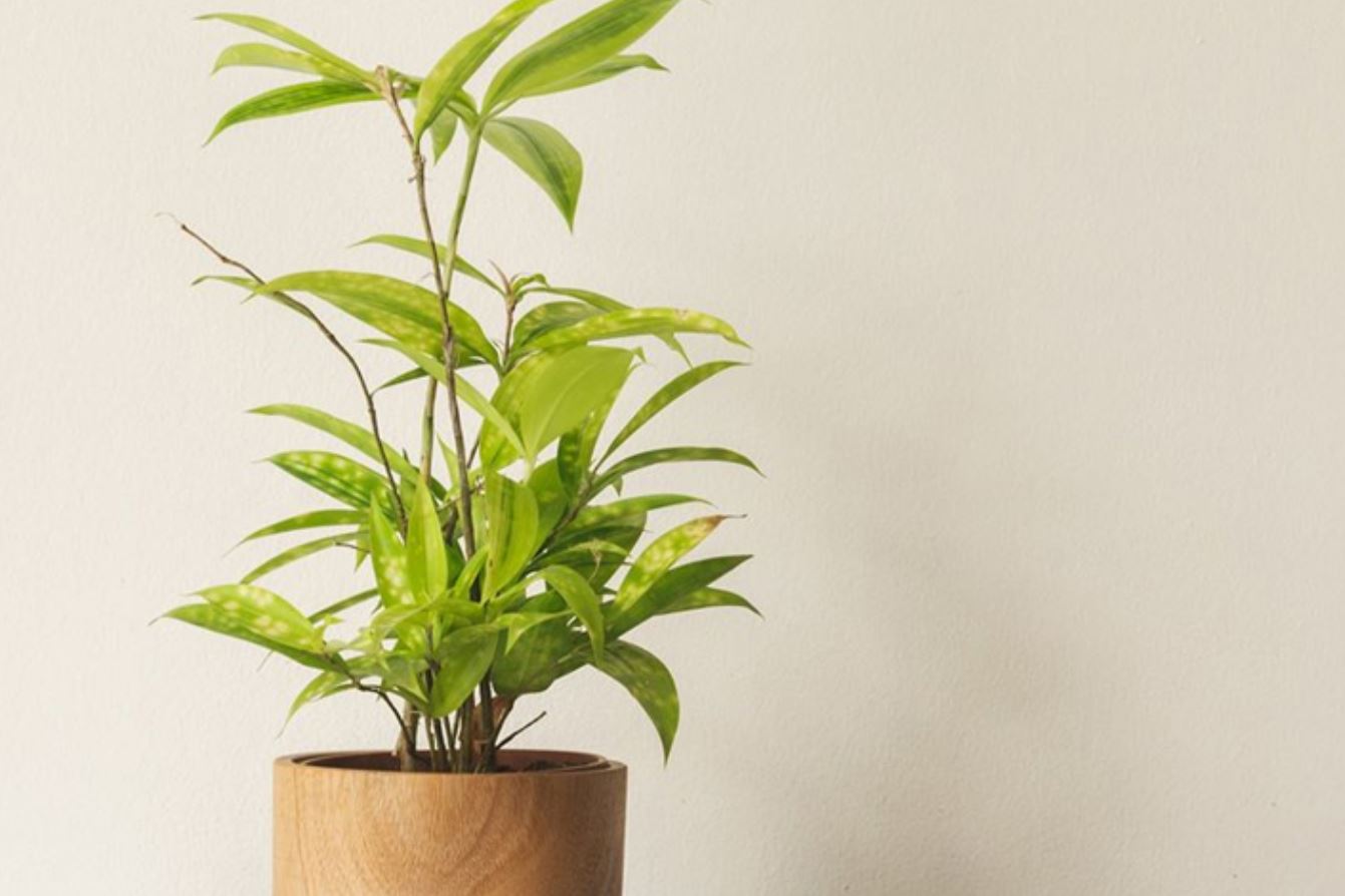 Mệnh Mộc trồng cây gì hợp phong thủy? Cây trúc Nhật