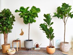 mệnh Mộc trồng cây gì hợp phong thủy