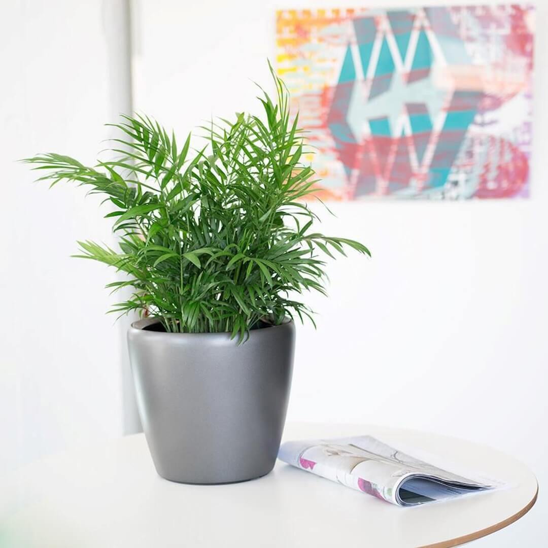 Cây cau tiểu trâm