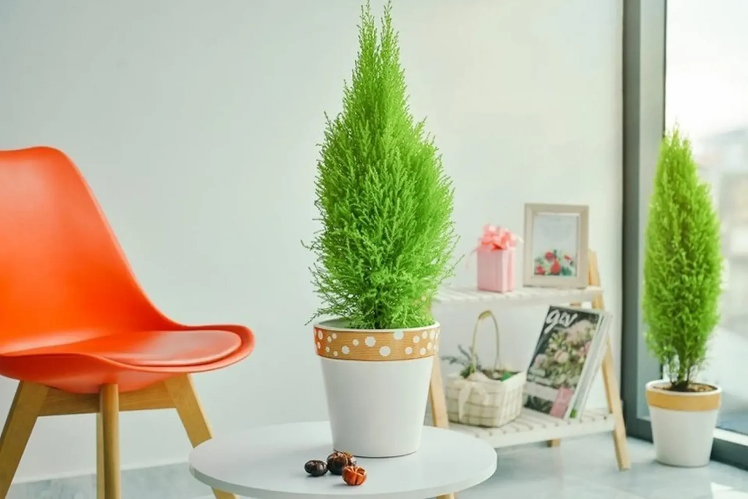 Mệnh Mộc trồng cây gì hợp phong thủy? Cây tùng thơm