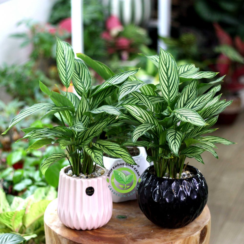 Cây đuôi công xanh