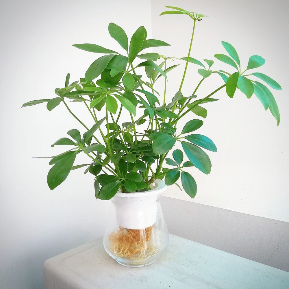 Biểu tượng của sức sống và sự phát triển