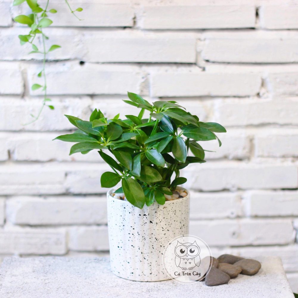 Tác dụng của cây ngũ gia bì trong phong thủy