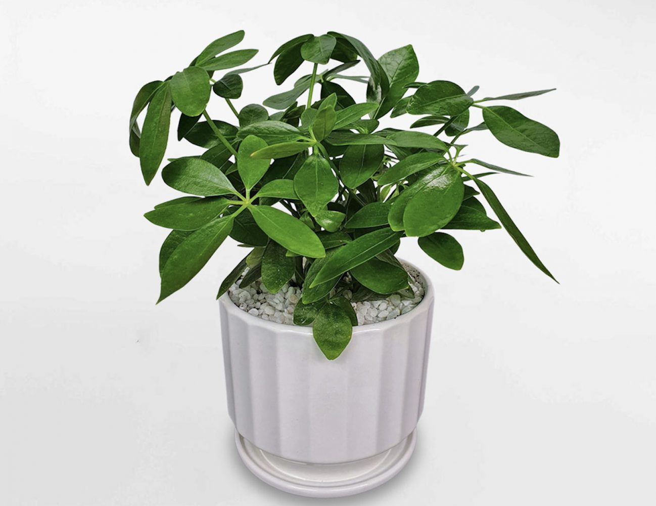 Cách bố trí để phát huy tác dụng của cây ngũ gia bì trong phong thủy