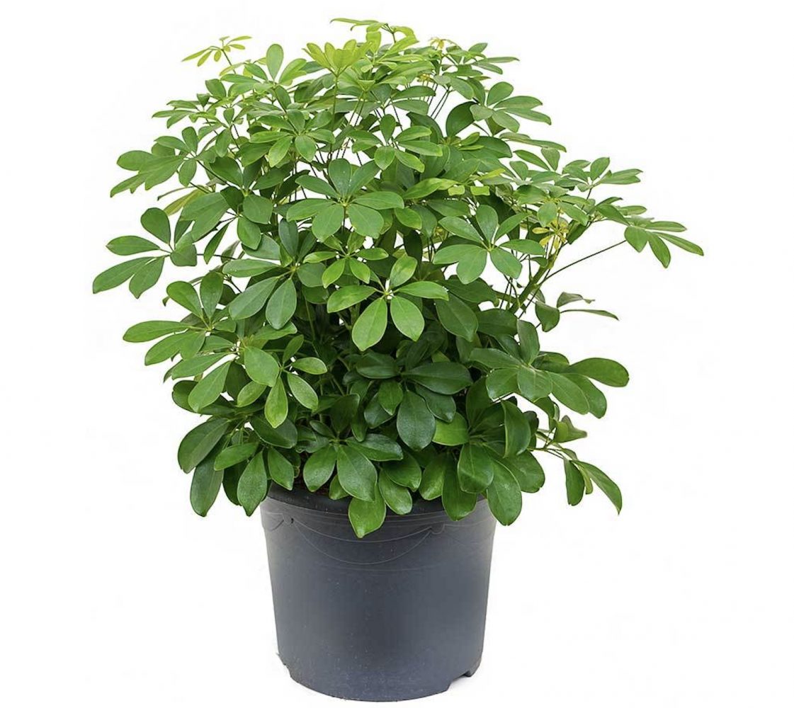 Mẹo chăm sóc cây đúng cách