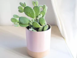 Xương rồng, “chiến binh gai góc” giúp hóa giải năng lượng xấu trong nhà