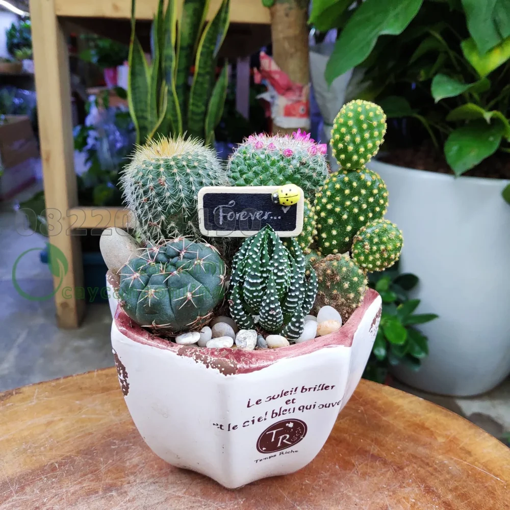 Cây xương rồng