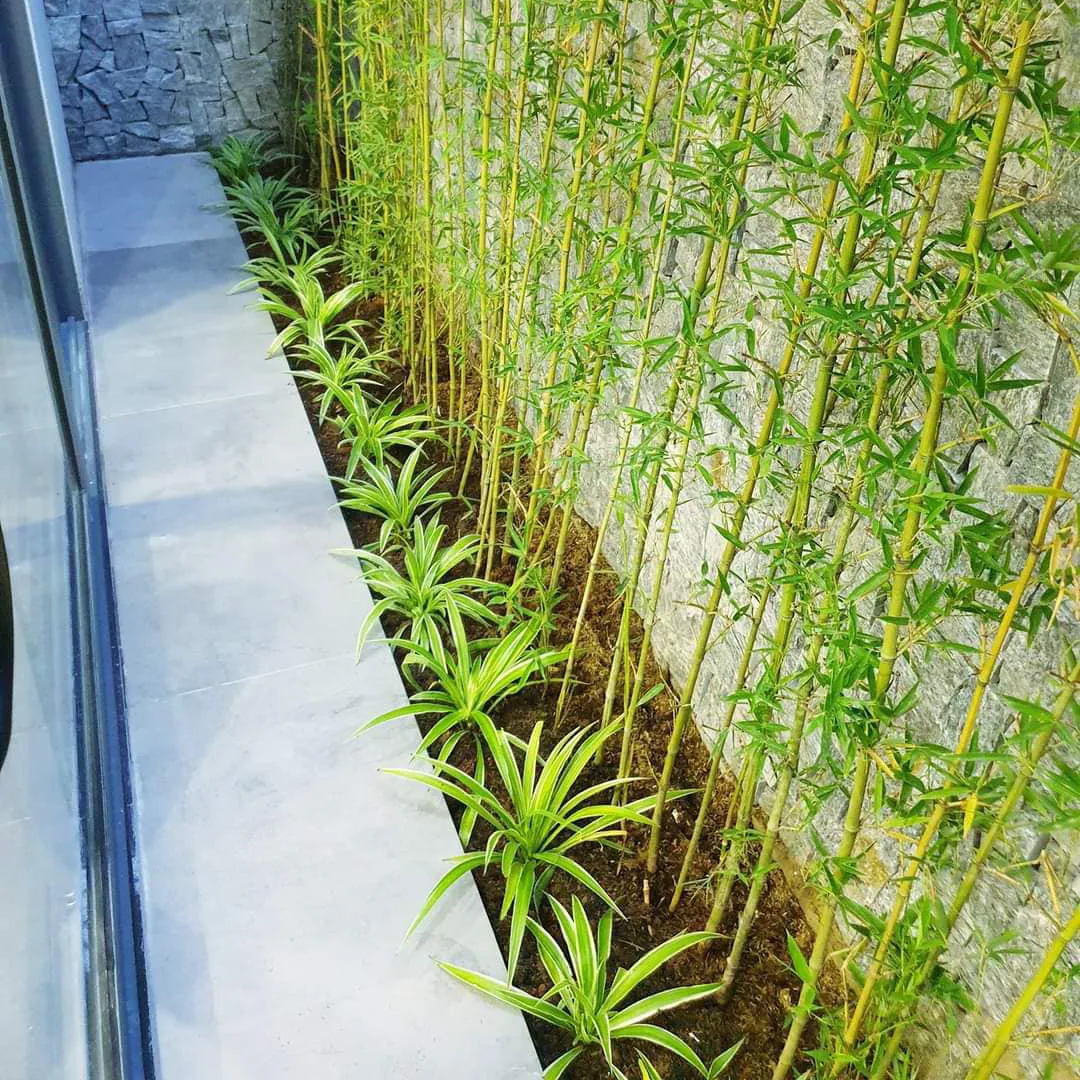 Cây tre hoặc trúc cảnh