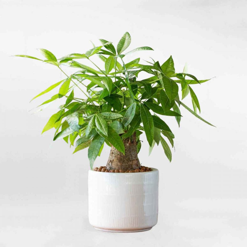 Trồng cây phong thủy trước nhà theo tuổi: Cây kim ngân