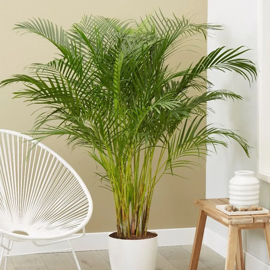 Trồng cây phong thủy trước nhà theo tuổi: Cây cau cảnh