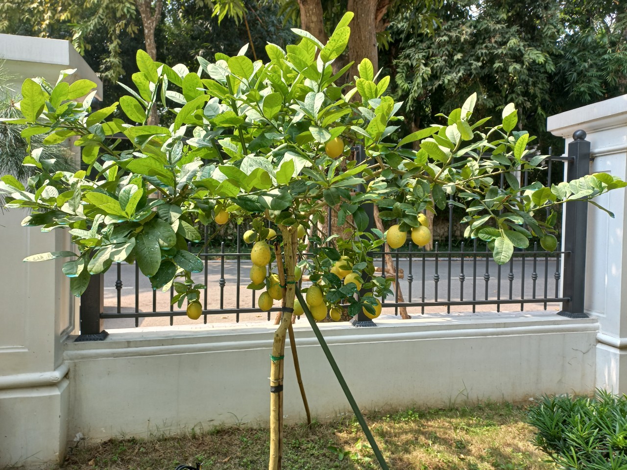 Cây họ cam chanh trong phong thủy trồng cây trước nhà