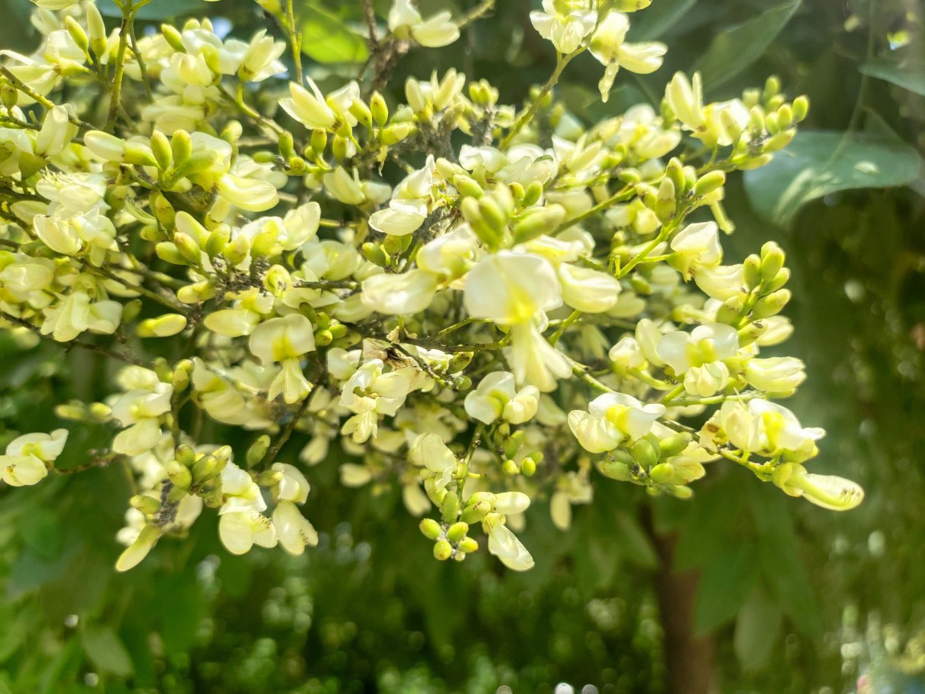 Trồng cây phong thủy trước nhà theo tuổi: Cây hoa hòe