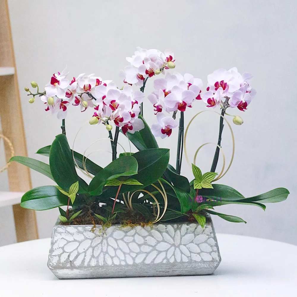 Hoa lan trong phong thủy cây trồng trước nhà