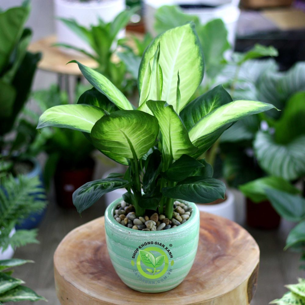 Cây vạn niên thanh