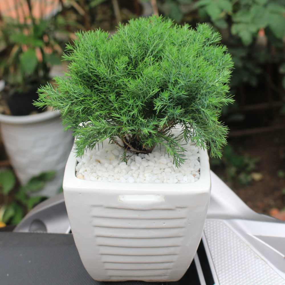 Cây tùng bồng lai