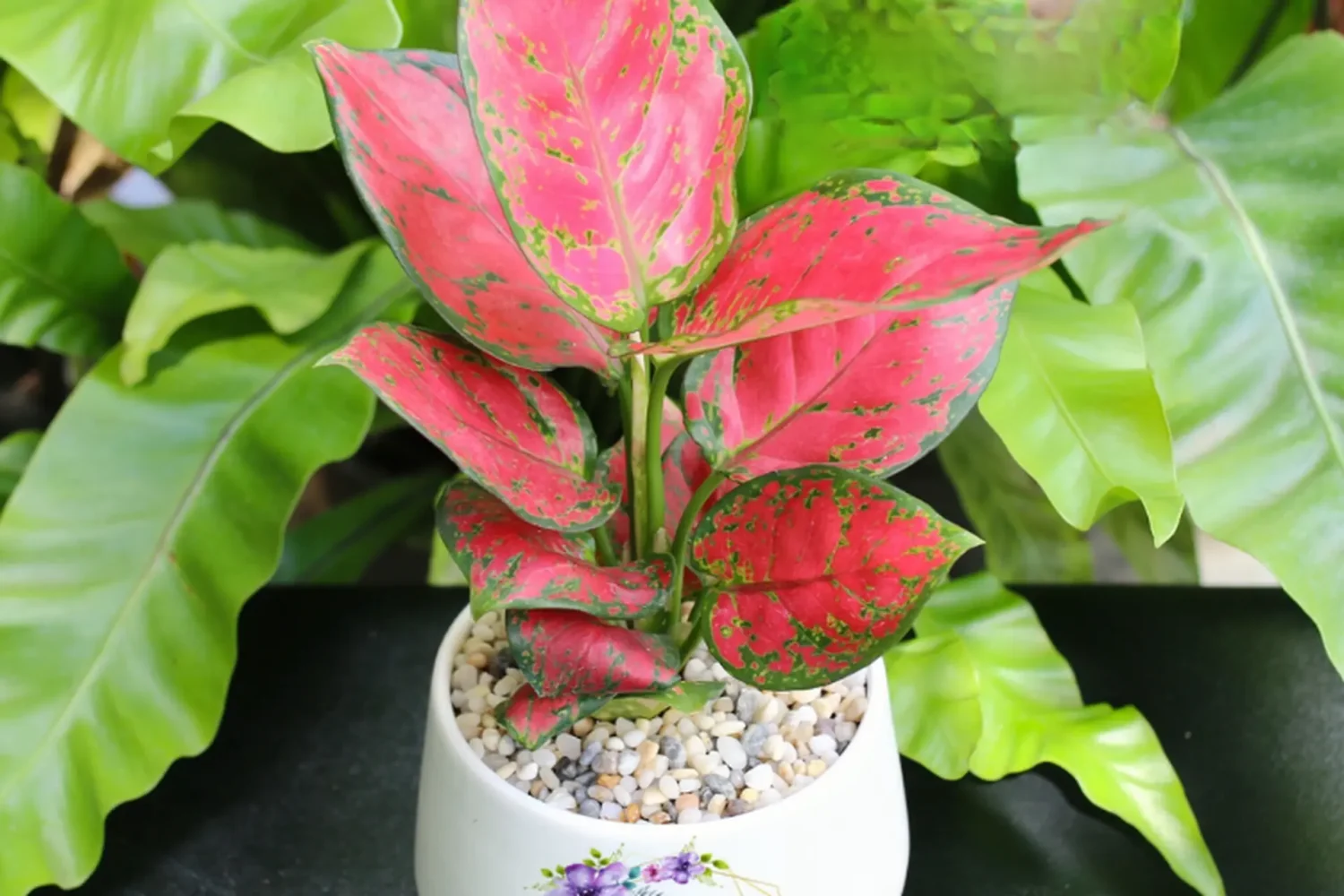 Cây vạn lộc đỏ