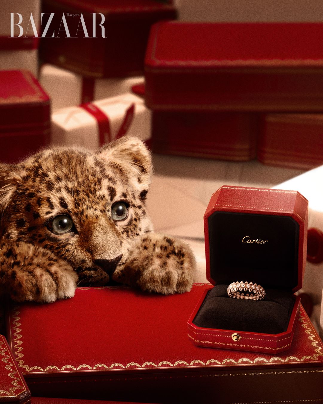 bzvn-cartier-festival-2025-2