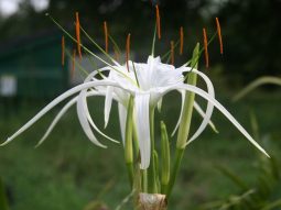 Cây đại tướng quân trong phong thủy