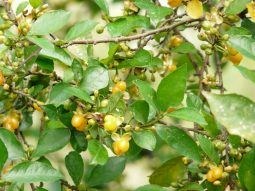 Cây duối trong phong thủy: Tài lộc kéo đến, xui rủi lùi xa