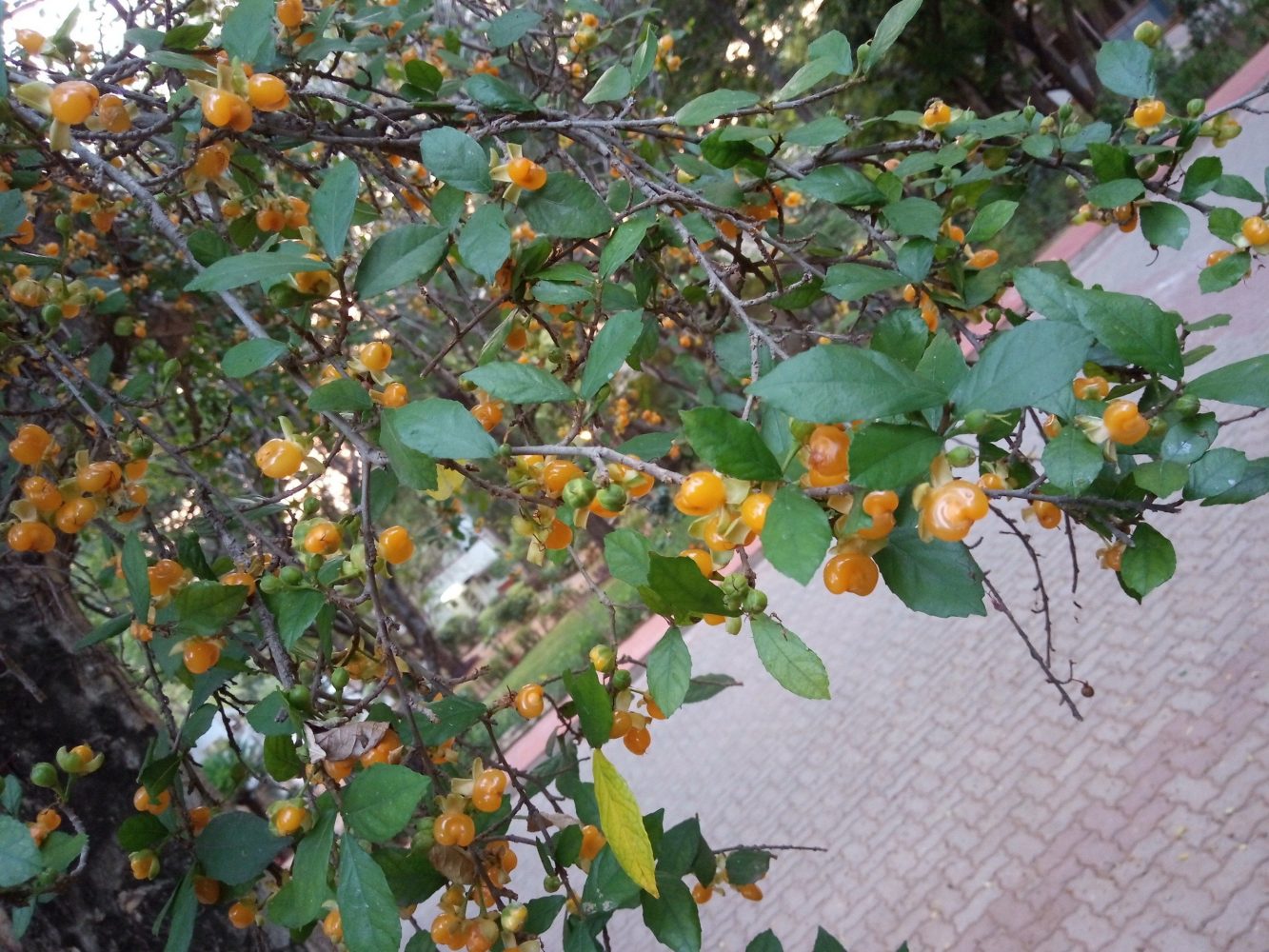 Ý nghĩa của cây duối