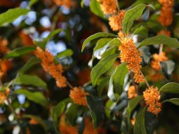 Cây mộc hương trong phong thủy