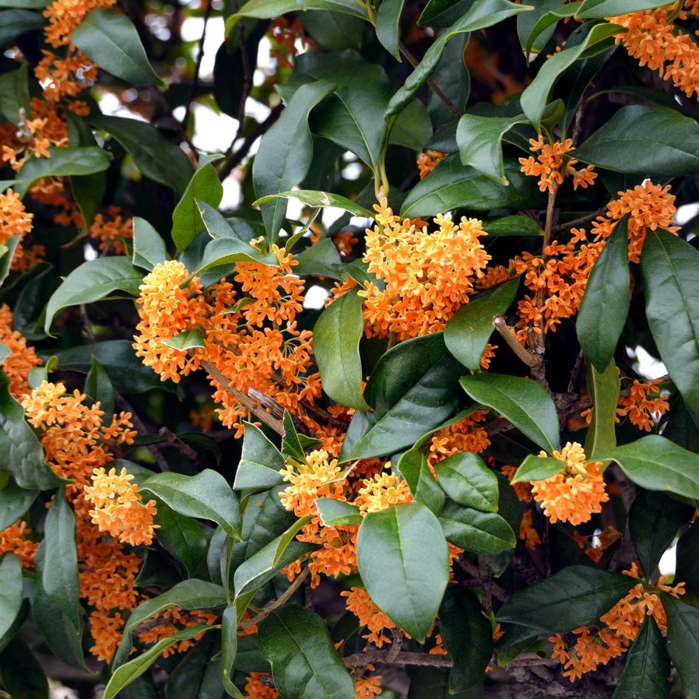 osmanthus fragrans