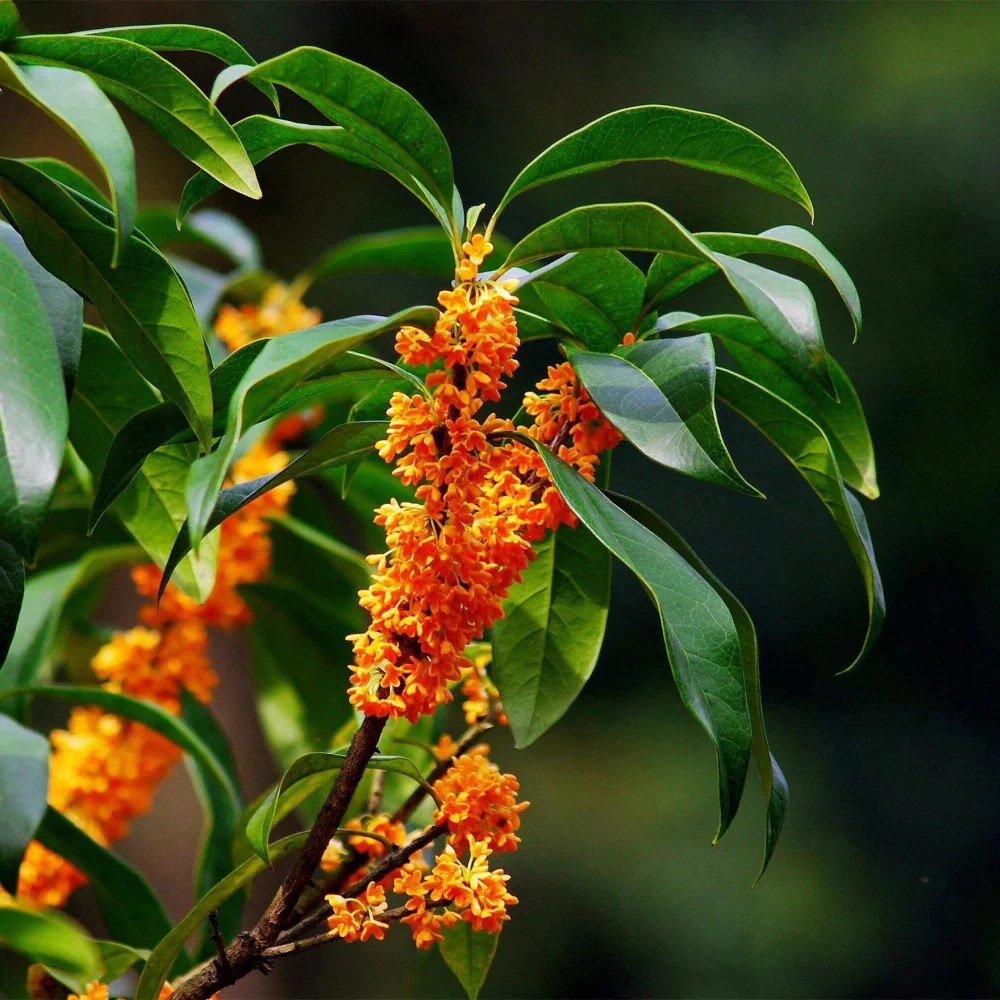 cây mộc hương