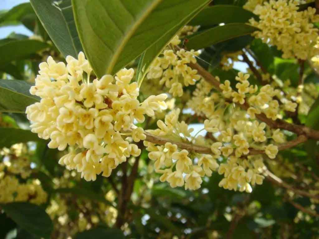 cây quế hoa hay mộc tê