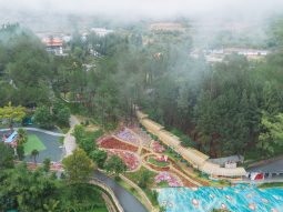 Một ngày lạc giữa Rừng Thông Núi Voi, nơi bình yên chạm tới từng hơi thở