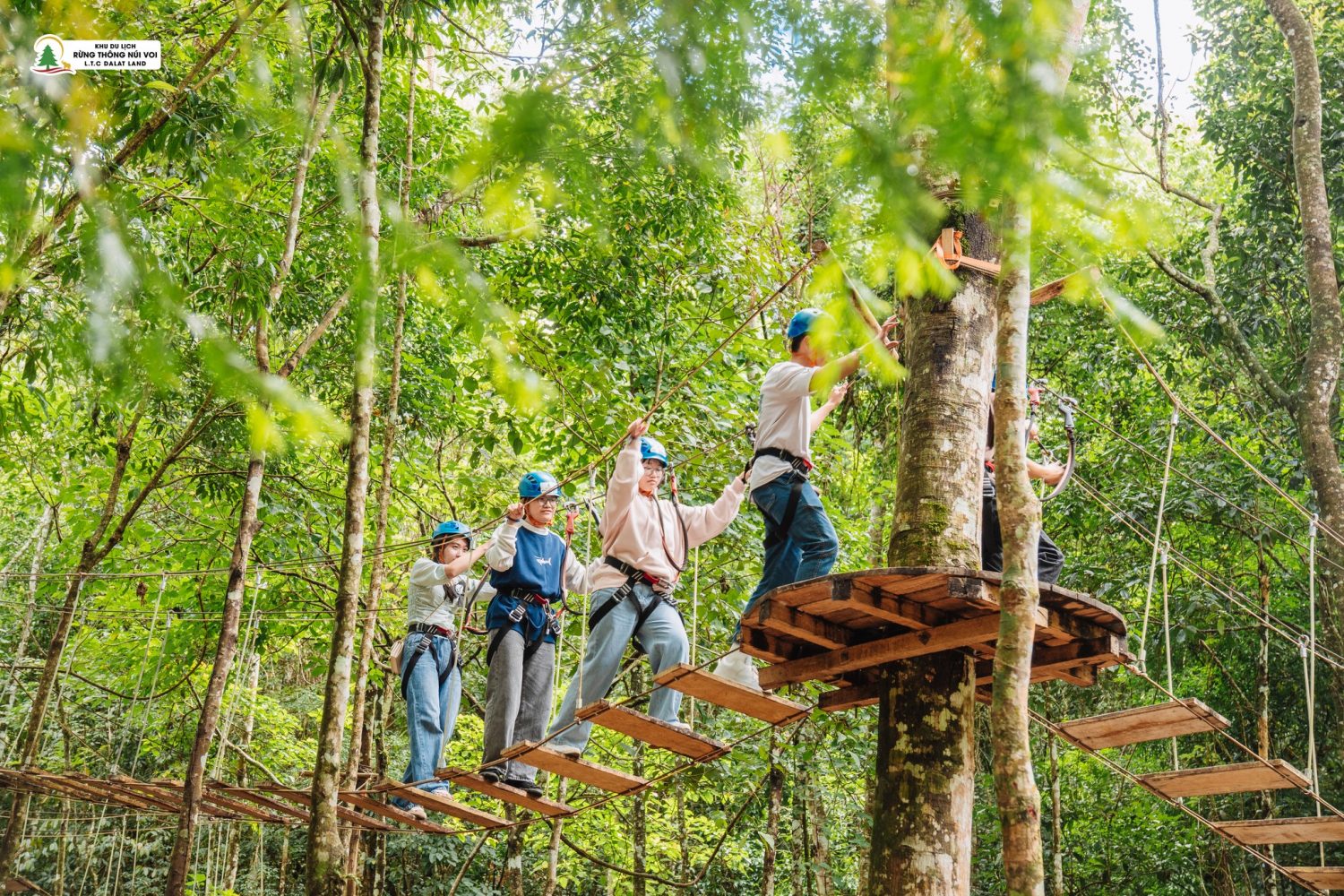 Rừng Thông Núi Voi