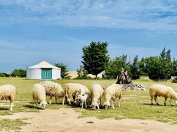 Khu du lịch Tanyoli: Tiểu Mông Cổ giữa lòng Ninh Thuận