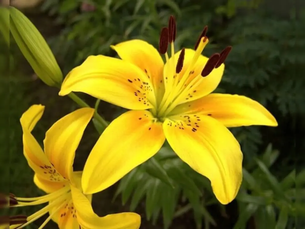 Người mệnh Kim trồng cây gì hợp phong thủy? Cây bách hợp vàng