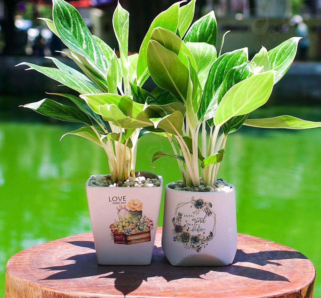 Tuổi Tân Hợi trồng cây gì hợp phong thủy? Cây bạch mã hoàng tử