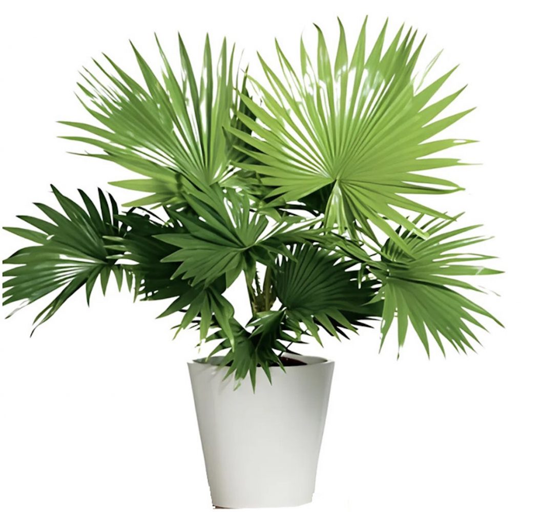 Người mệnh Kim trồng cây gì hợp phong thủy? Cây cọ cảnh