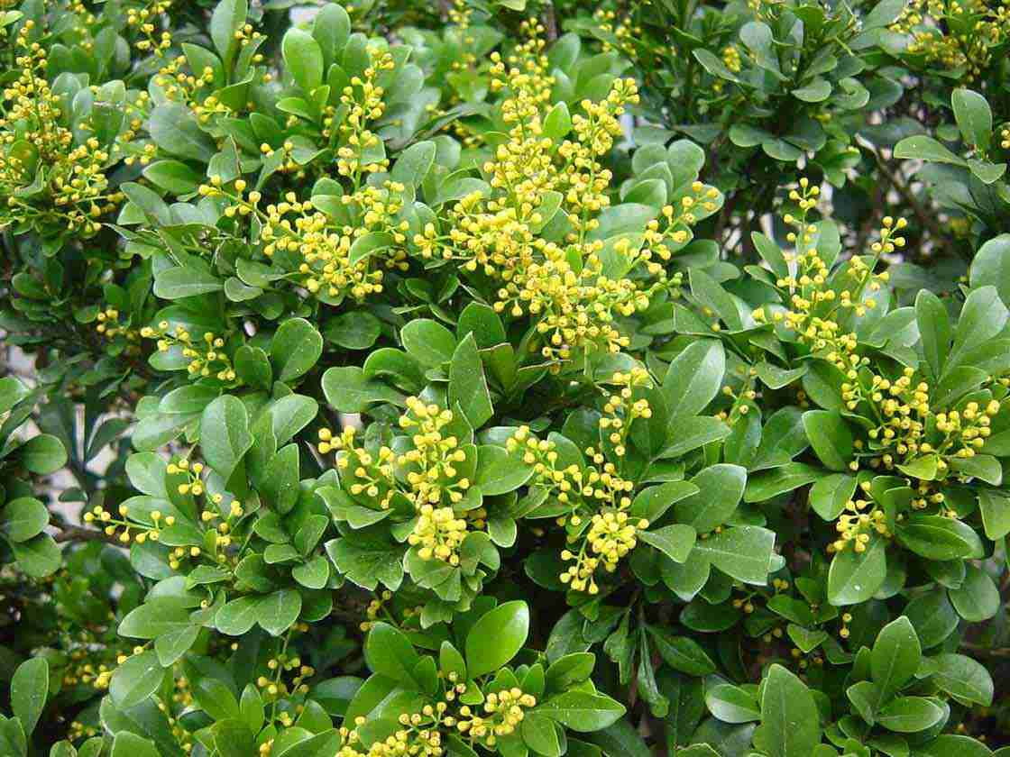 Người mệnh Kim trồng cây gì hợp phong thủy? Cây hoa ngâu