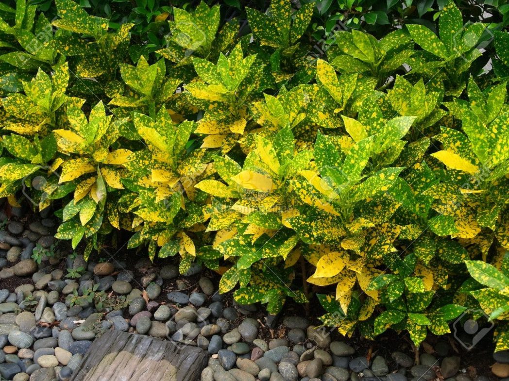 Cây cô tòng lá đốm