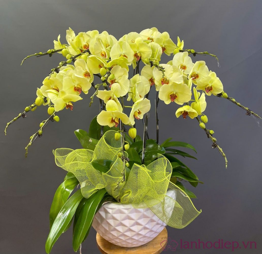 Mệnh Thổ trồng cây gì hợp phong thủy? Cây lan hồ điệp vàng