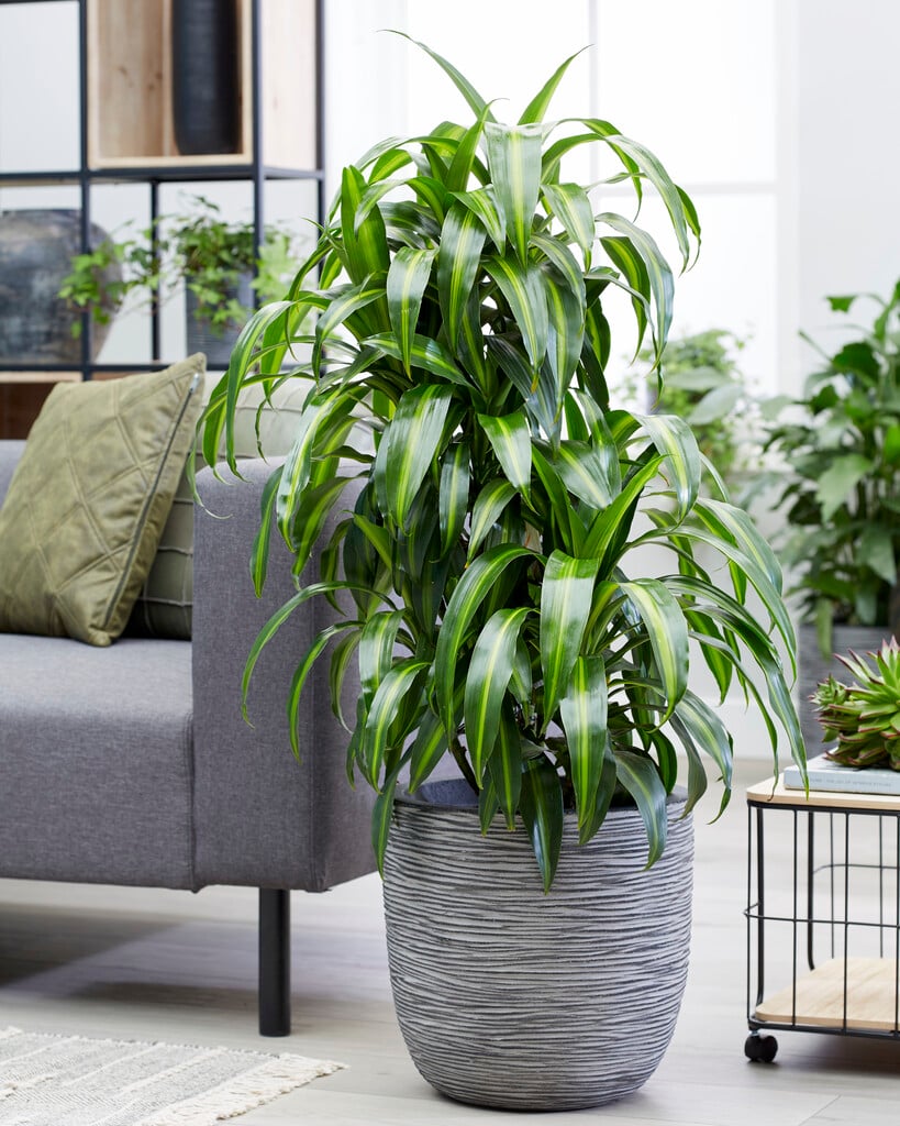 Mệnh Thổ trồng cây gì hợp phong thủy? Cây thiết mộc lan