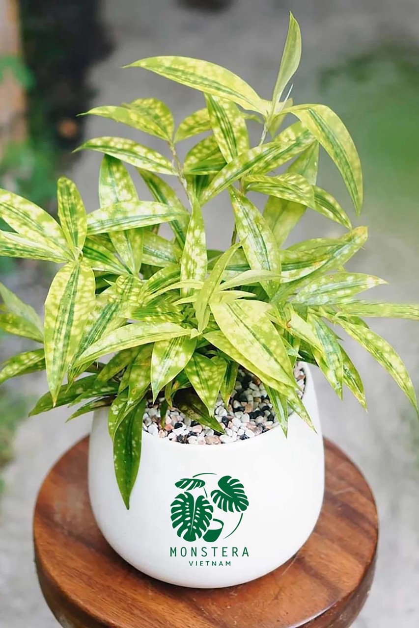 Mệnh Thổ trồng cây gì hợp phong thủy? Cây trúc Nhật vàng