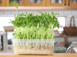 Tuổi Bính Ngọ trồng cây gì hợp phong thủy? Cây mầm xanh