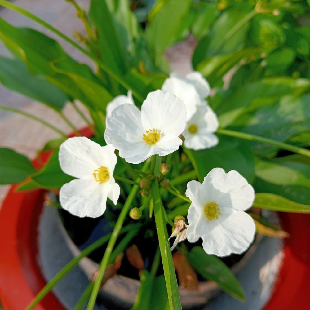 Tuổi Giáp Dần 1974 trồng cây gì hợp phong thủy? Cây bách thủy tiên