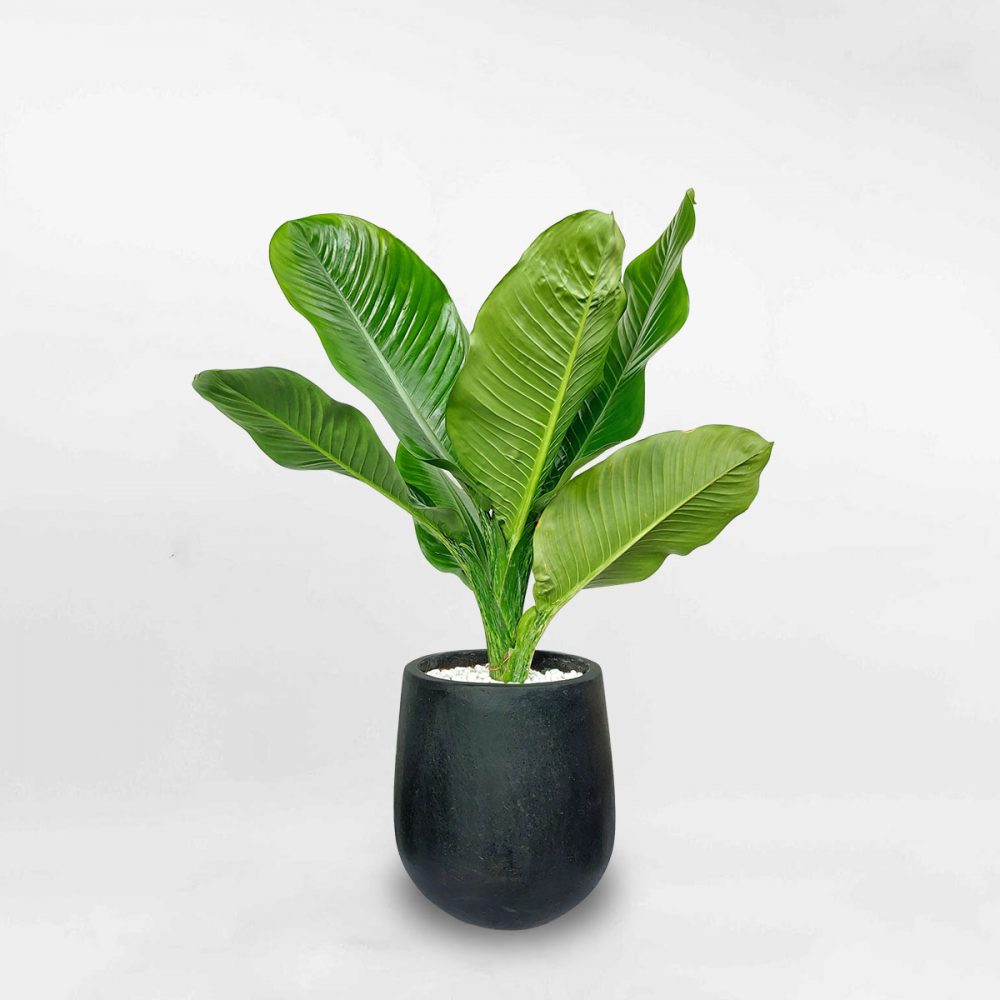 Cây đại phú gia