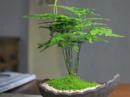 tuổi Giáp Dần 1974 trồng cây gì hợp phong thủy