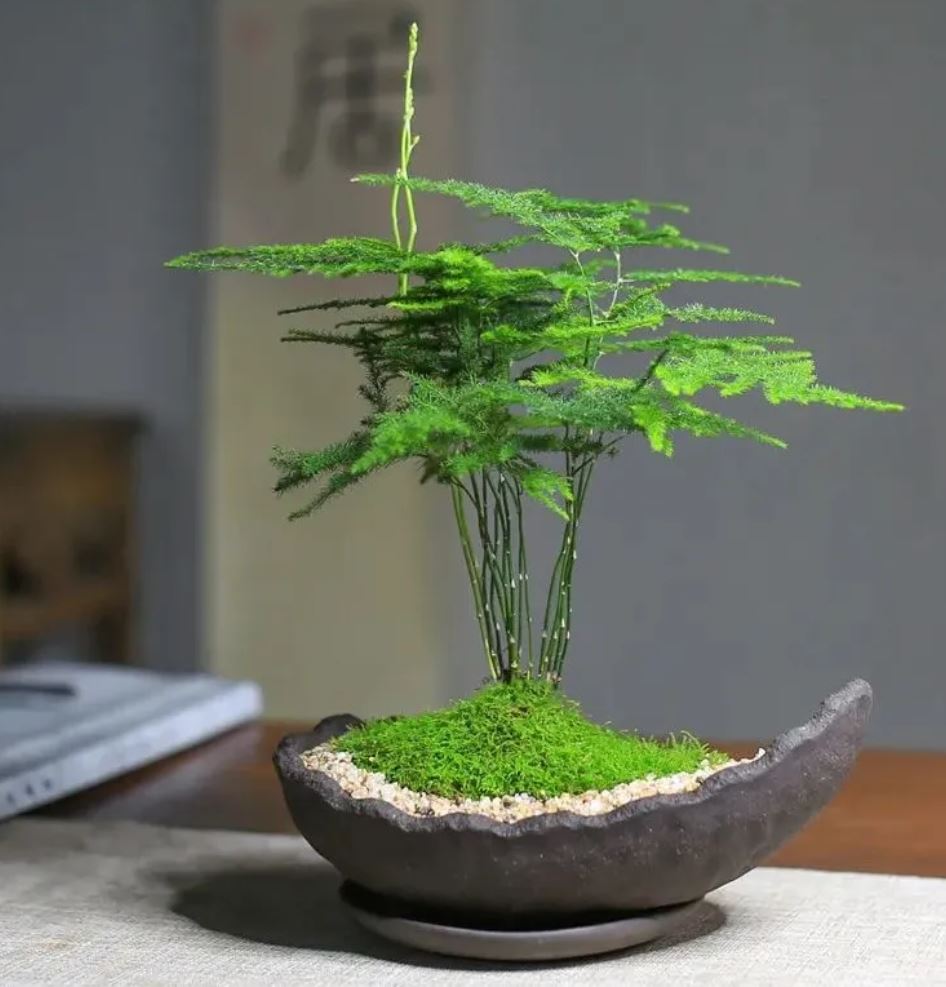 Mệnh Thủy hợp cây gì trong phòng làm việc? Cây thủy tùng